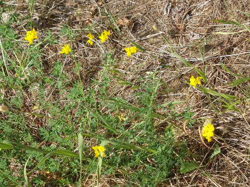 GDMBR: Yellow Lupine.